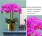 32 Inch Artificial Phalaenopsis Flowers 6 Pcs Artificial Orchid Flowers Stem Plants for Home Décor (Purple)